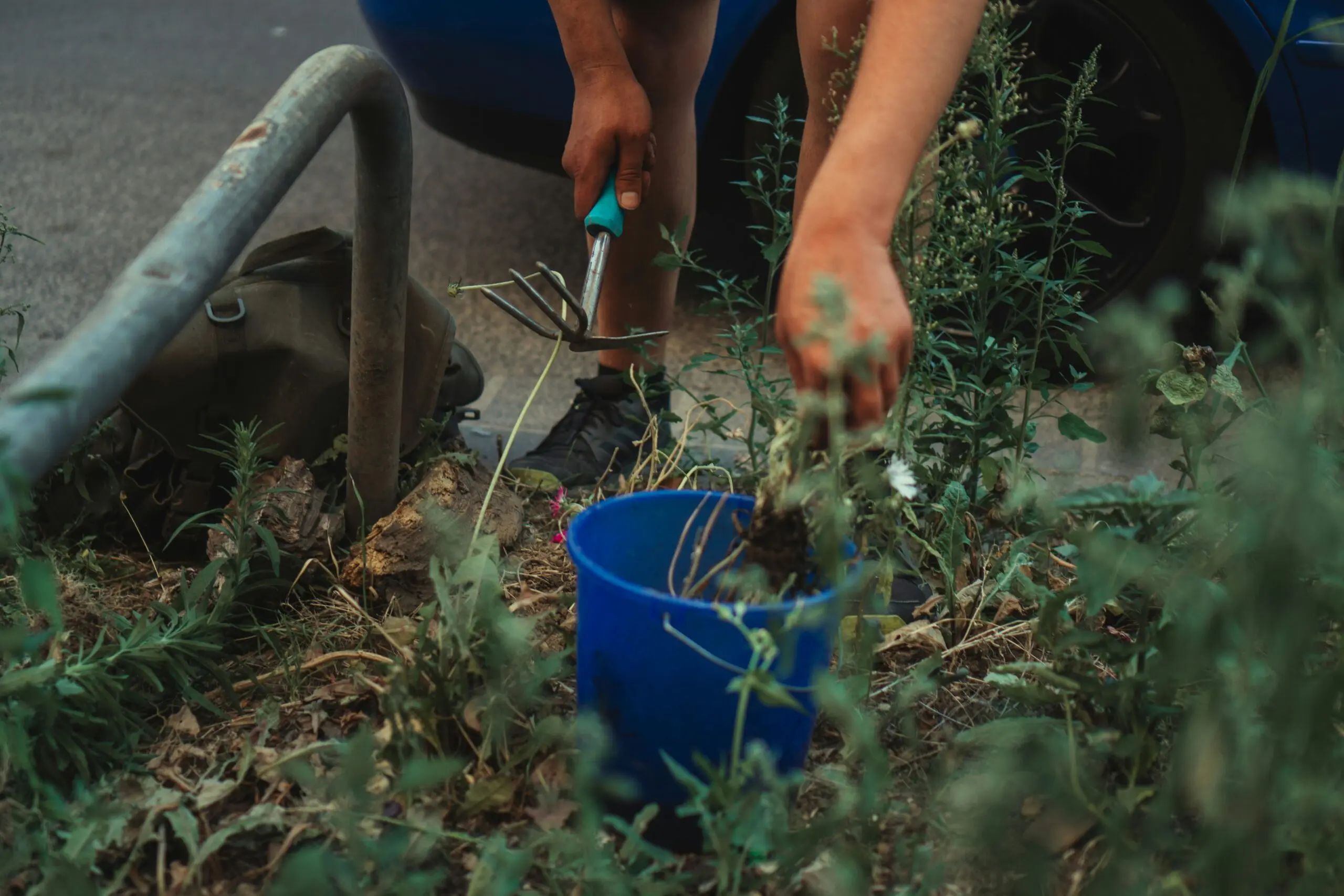 Hand picking the grass weed in the garden